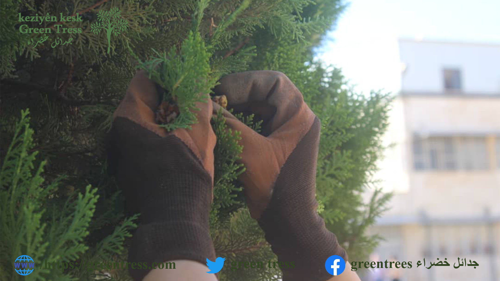 You are currently viewing جمعية جدائل خضراء البيئية تنظم فعالية جمع بذور الأشجار